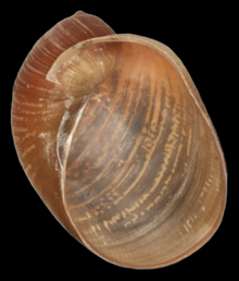 apertural view of the shell of Amphibulima patula dominicensis Amphibulima patula dominicensis shell.png