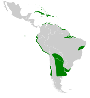 Anas bahamensis map.svg