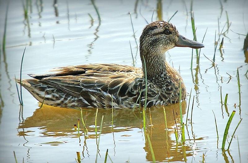 File:Anas querquedula, Llobregat Delta, Barcelona 6.jpg