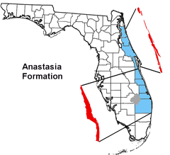 Anastasia Formation Florida.png