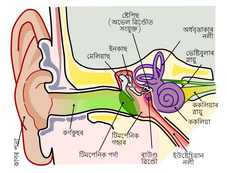 Commons:SVG Translation Campaign 2019 in India/Report - Wikimedia Commons