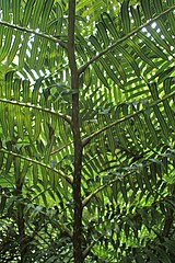 Underside of a frond