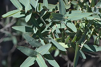 Foliage Angophora melanoxylon 15229215219 362fc13815 o.jpg