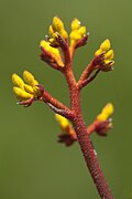 A cluster of small yellow and flowers on an orange stalk from Anigozanthos