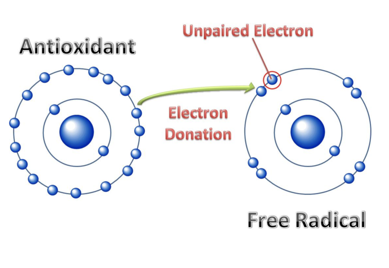 File:Antioxidants Free radicals Lobo et al.,.png