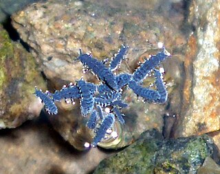 <i>Anurida maritima</i> Species of springtail