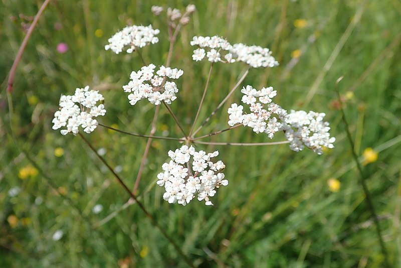 File:Apiacée Aubrac.jpg