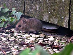 Miškinė pelė (Apodemus sylvaticus)