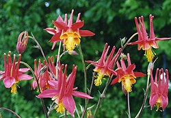 Aquilegia skinneri.jpg