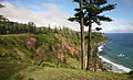 In habitat on Norfolk Island