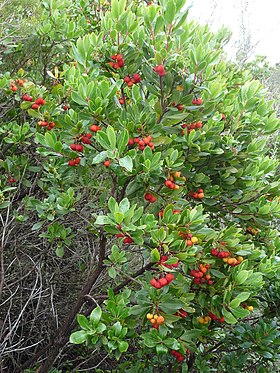 Medronheiro com frutos maduros (Córsega).