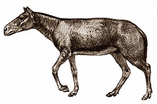 <i>Archaeohippus</i> Extinct genus of mammals