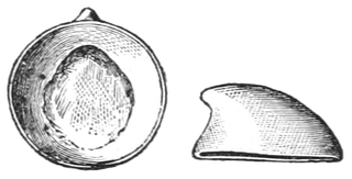 Archinacellidae Extinct family of gastropods