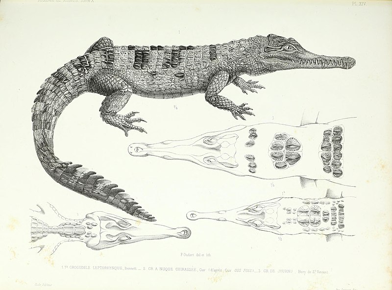 File:Archives du Muséum d'Histoire Naturelle, Paris (Pl. XIV) BHL45666041.jpg