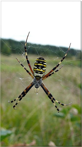 File:Argiope bruennichi by Darius4.JPG