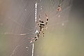 Argiope pulchella spinning silk on a captured ant