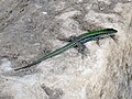 * Nomination Crete wall lizard (Podarcis cretensis) near Argyroupoli on Crete, Greece. --Oltau 21:40, 29 December 2010 (UTC) * Decline Sorry, IMO too unsharp. --kallerna 13:16, 4 January 2011 (UTC)
