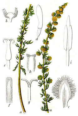 Artemisia rupestris Sturm32. jpg