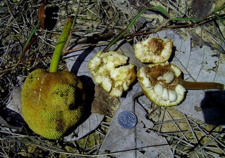 Artocarpus_odoratissimus