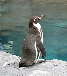 フンボルトペンギン Wiktionary