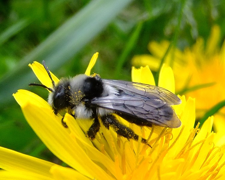 File:Ashy mining bee (Andrena cineraria), Hepworth, Yorkshire (7268402288).jpg