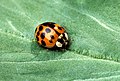 Lady beetle