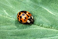 Asian multicolored lady beetle.jpg