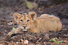 An Asiatic lion cub in Gir Forest National Park, India Asiatic Lion Cub in Gir.jpg