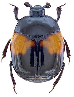 Omalodini Tribe of beetles