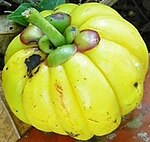 Assam-fruit-2-1.jpg