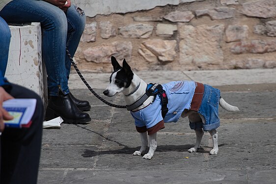 Dog with self-sewn doublet in Assisi, Italy