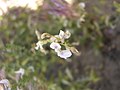 Astragalus mulfordiae flowers in SW Idaho.jpg