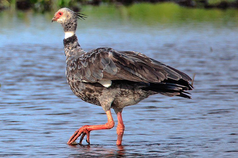 File:At Possa da Londra in the Brazilian Patanal (105m) - the weird looking Southern Screamer (Chauna torquata) - (24213807344).jpg