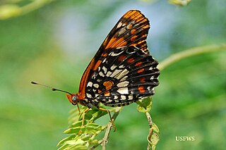 <i>Atlantea tulita</i> Species of butterfly