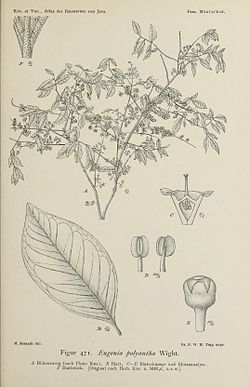 Εικονογράφηση του Syzygium polyanthum (1915).