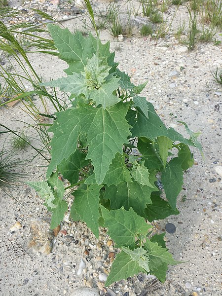 File:Atriplex sagittata sl39.jpg