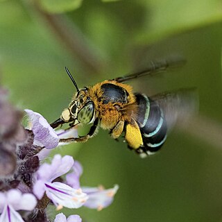 <i>Zonamegilla</i> Subgenus of bee