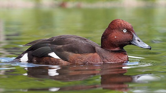 Aythya nyroca (Ferruginous Duck)