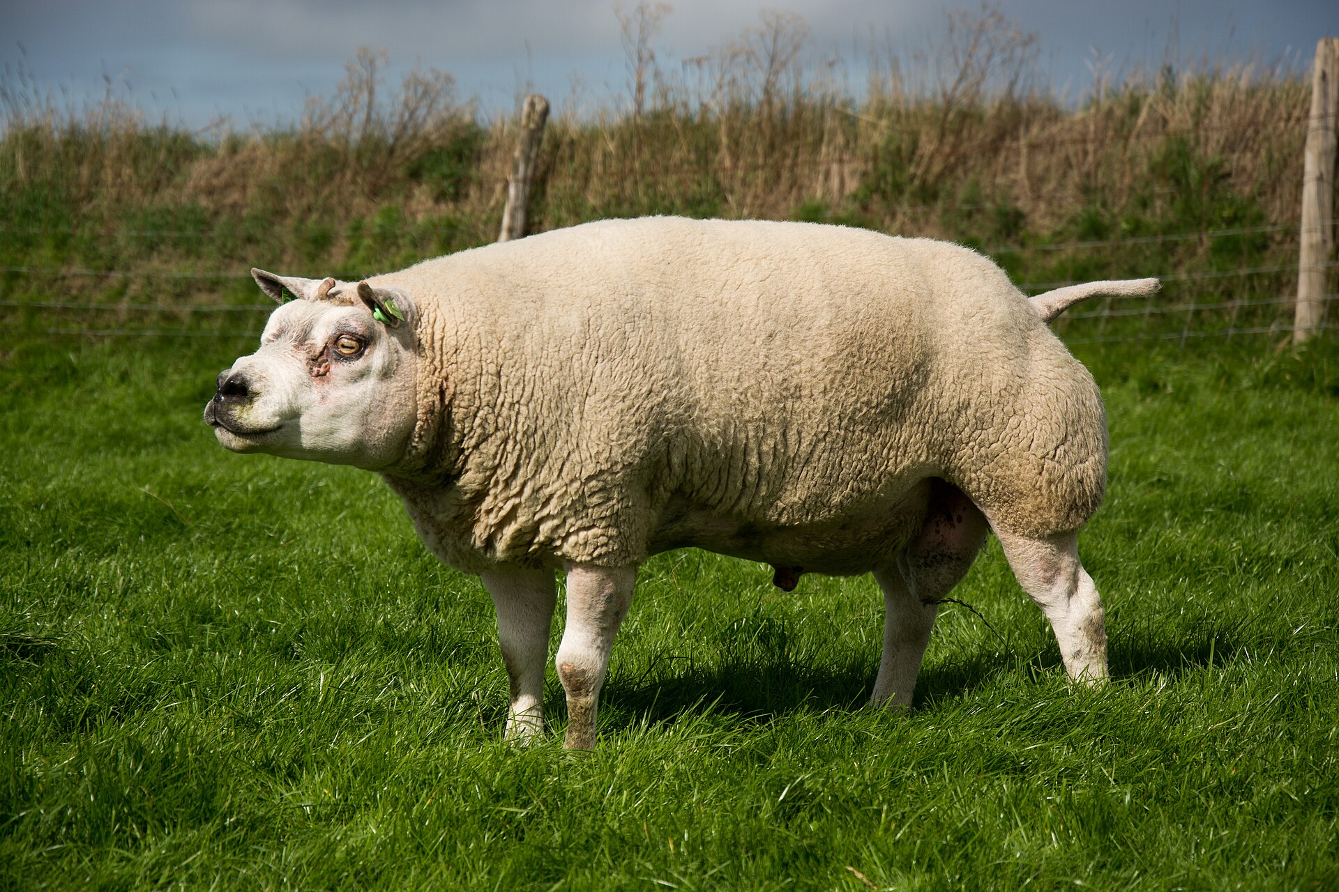 mouton texel français - élevage mouton texel