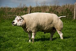 Ram Texel, geboren op het eiland.