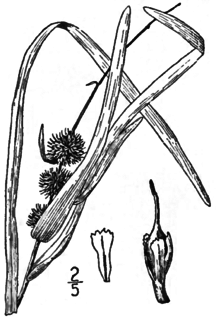 <i>Sparganium americanum</i> Species of flowering plant