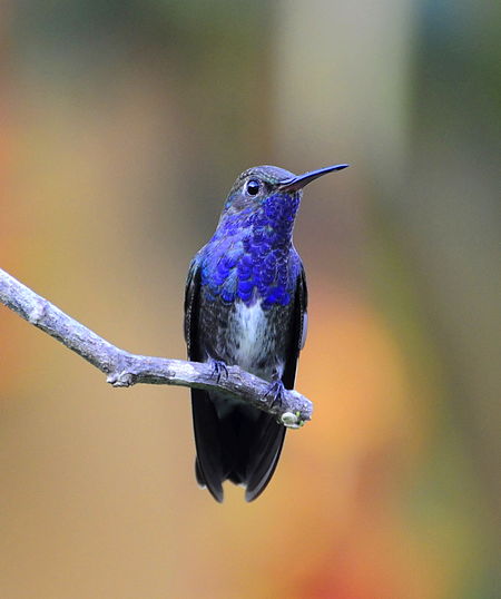 Tập_tin:BEIJA-FLOR-DE-PEITO-AZUL_(Amazilia_lactea).jpg