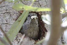 The head and upper torso of a gray bird with a small white object in its beak protrudes from a hole in a tree trunk.