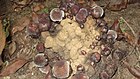 Balanophora fungosa-BSI-2-yercaud-salem-India.JPG