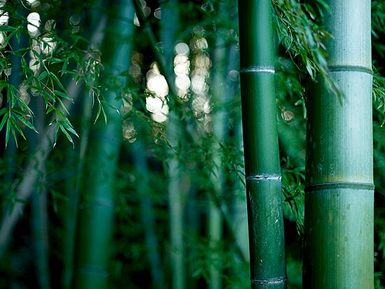 BambooJI1.jpg