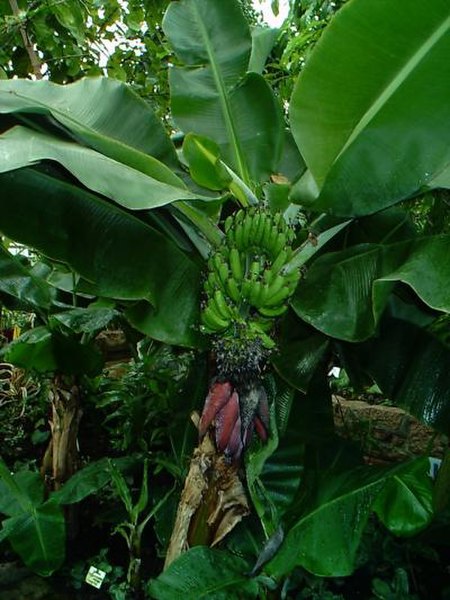 ไฟล์:Banana_Tree_01.jpg