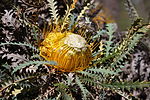 Thumbnail for Banksia stuposa