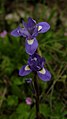 Barbary nut, Iris sisyrinchium.jpg