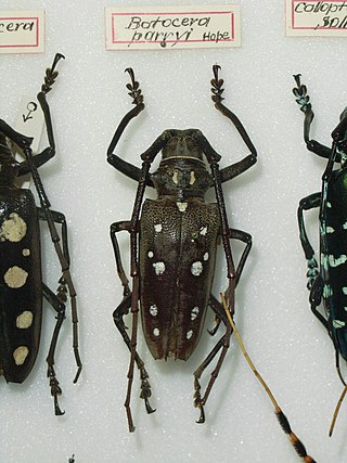 <i>Batocera parryi</i> Species of beetle