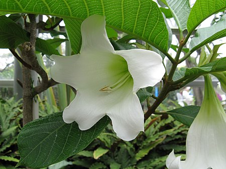 Beaumontia grandiflora